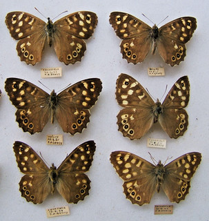 SPECKLED WOOD P. aegeria Wiltshire & Cuckfield 1933 41