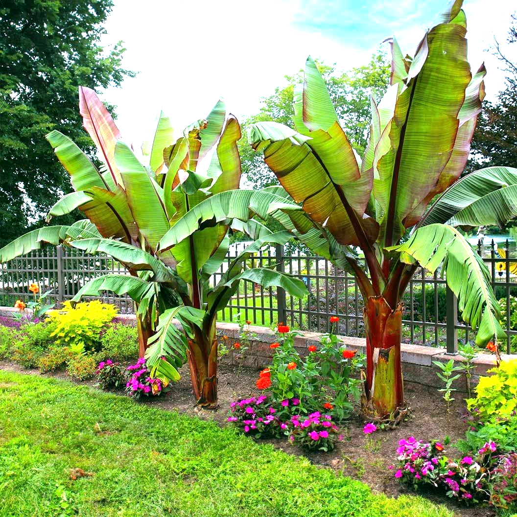 5 Red Abyssinian (Musa Ensete ventricosum) False Banana Plant Tree Seeds  RARE | eBay