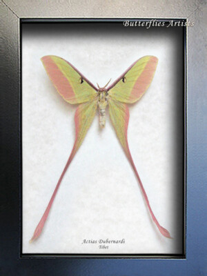 Actias dubernardi まとめて4♂セット Summer' Chinese Moon Moth Set – Bloom Garden Shop