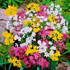 Easy to Grow Allium - Playful Party Mix 60 Plant Bulbs