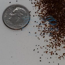 Killifish Color Feast with Natural Astaxanthin