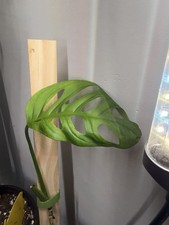 Monstera  Adensonii  