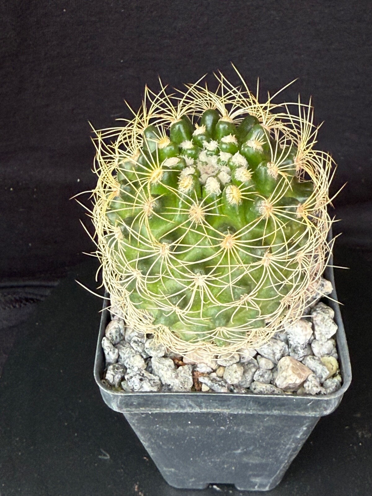 Discocactus araneispinus, cephalium bearing cactus plant
