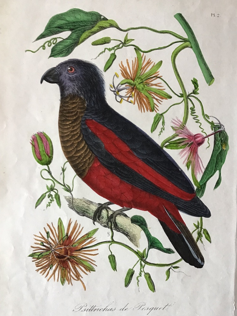 Antique hand-colored bird print by Le Maout of a Pesquet's Parrot