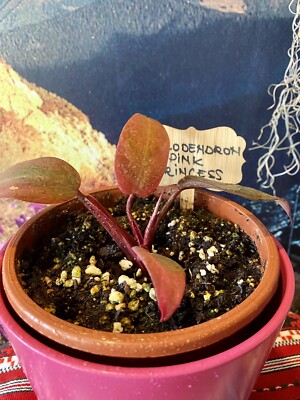 Rare Philodendron Pink Princess Rooted Cutting for sale | eBay