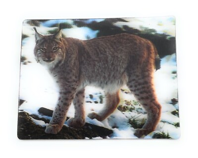 Snow Leopard Lynx Predator Cat 9x7cm 3D Fridge Magnet Card Picture - Main Image