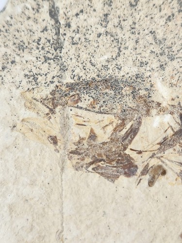 Knightia eocaena Fossil Fish - Green River Fm. - Split Fish Layer - WY - Picture 6 of 8