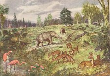 Prehistoric MIOCENE LANDSCAPE with Flamingo Color Print. Z Burian 1963 VF 8x12"