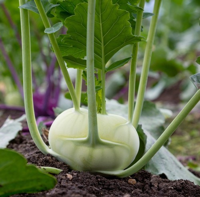 #ad #ad Superschmelz Giant White Kohlrabi Seeds Heirloom Non GMO Seeds $40.00