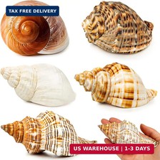 5PCS Extra Large Hermit Crab Shells 3"-4.7", Opening 1.6"-2.7"  Growth Turbo Se