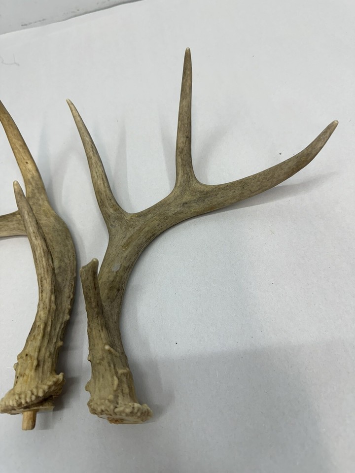 PAIR6 POINTS Whitetail DEER antlers Pen blanks crafts knife handle