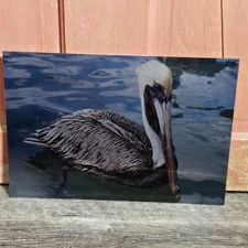 Chromaluxe Metal Art Photo Pelican Bird Water 8x10 Inches Home Office Decor Sign
