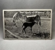Vintage Old Antique Historic Postcard Donkey Milking Hot Meals At All Hours