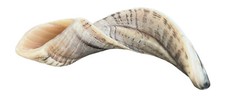 Top Quality Kosher Ram Shofar 12"-14" Half Polished