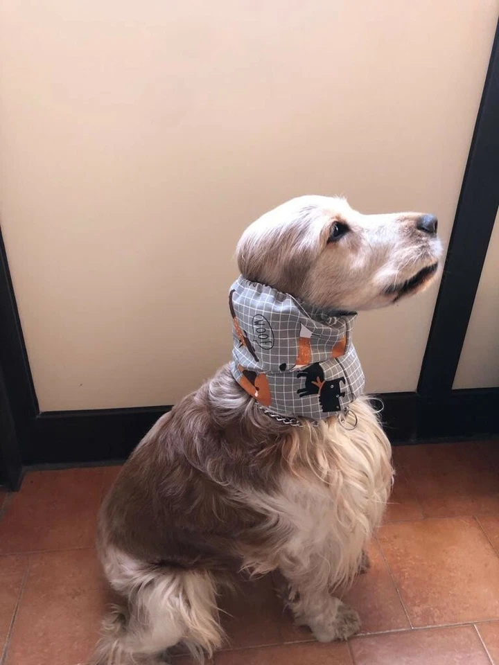 PARAORECCHIE COPRI ORECCHIE CUFFIETTE CUFFIA PER COCKER  CAVALIER KING COTONE - Immagine 2 di 2