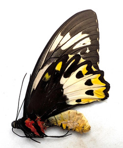 Ornithoptera priamus ♂♀ 標本 Ornithoptera priamus ♂♀ 標本