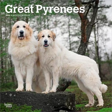 Great Pyrenees | 2026 12x24" (Hanging) Square Wall Calendar | Plastic-Free