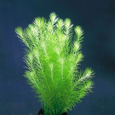 3 Stems Mayaca Fluviatilis live aquarium plants beautiful  FREE S/H Rare 