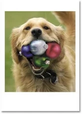 Golden Retriever Dog with Ornaments in Mouth Box of 12 Christmas Cards