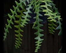 Plant Fishbone, Rick rack cactus , zigzag cactus well rooted with new growth!!!