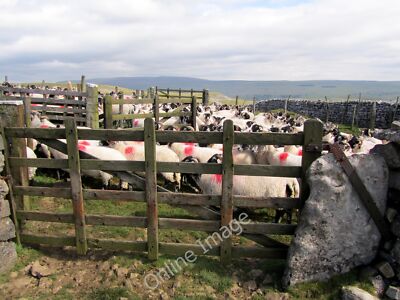 Photo 6x4 Sheep Pens below Hawkswick Clowder Progress halted for half an  c2011