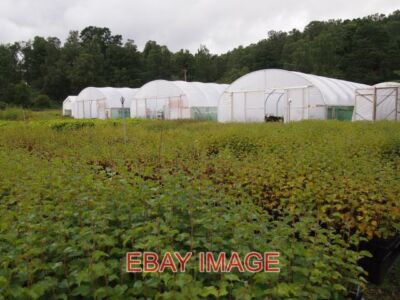 FOTO DUNDREGGAN POLYTUNNEL AN LEBENSLANGEN BÄUMEN BAUMSÄMLINGE WERDEN FÜR P ANGEBAUT