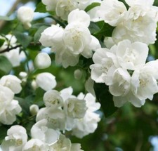  Philadelphus Virginal Mock Orange - Highly Fragrant Garden Shrub