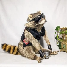 Drunk Raccoon Full Mount Taxidermy Oddities Drinking Wasted Trashed