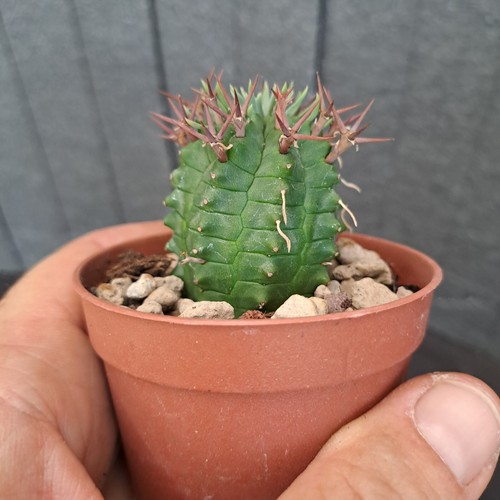 Euphorbia stellispina PLANT cod. ebay-P141 - Imagen 7 de 15