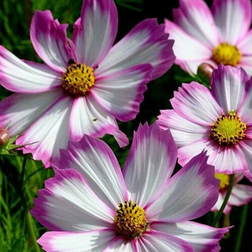 Picotee Cosmos Flower Seeds