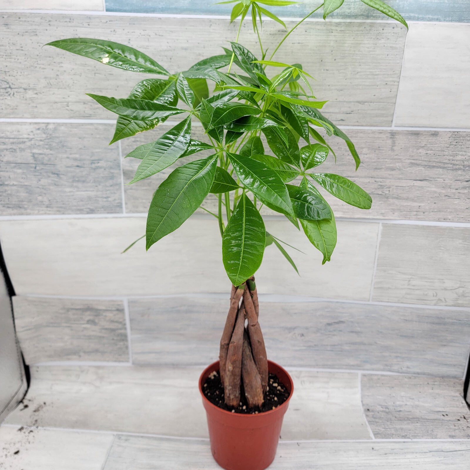 Money Tree,Pachira aquatica Live Rare House Plants-in 4" pot Indoor Decor Green