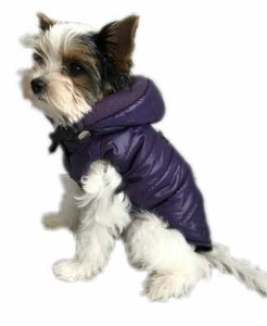 purple dog jacket