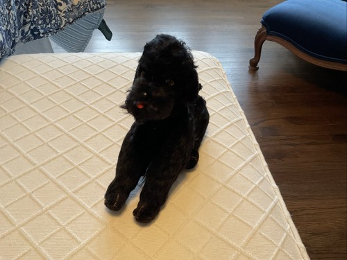 Vintage Steiff Snobby Black Poodle Dog Jointed Plush Animal Button Kitschy Cute