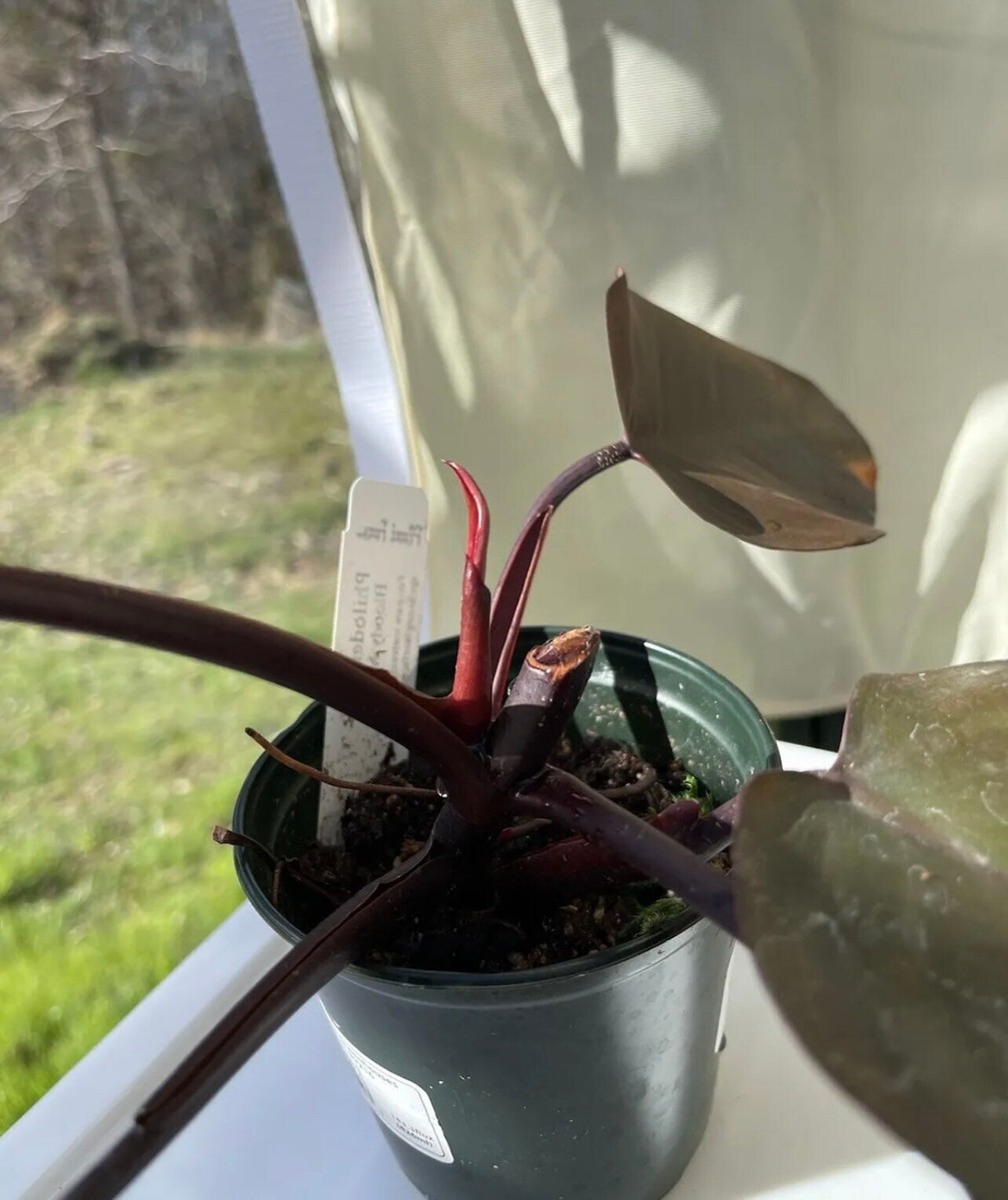 pothos hawaiian Giant Hawaiian Pothos (juvenile)  Chichi's Planted Dreams