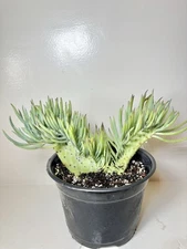 Senecio Vitalis Cristata (Mermaid Tail) Live Succulent Plant - 6” Grow Pot 