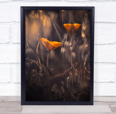 Gelb Orange Makro Bokeh Blume Blumen Paar Duo Garten Wandkunstdruck