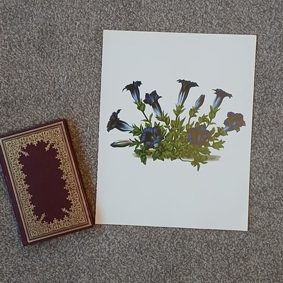 Vintage 1979 Blue Gentian Flower Botanical Flora Book Art Print 12'' x 15''