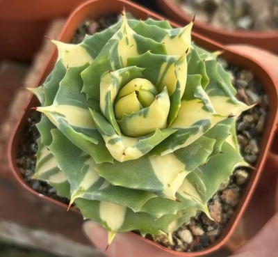 1pc 6-7cm Sale Rare Agave isthmensis 'Ohui Raijin (Mediopieta Aurea)Garden Decor