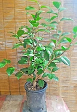 Camellia japonica Live Plant 