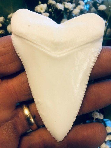 HUGE meglodon WHITE  replica  7"   PLUS A FREE RECORD SIZED  GREAT WHITE TOOTH!! - Picture 5 of 5