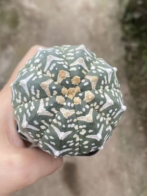 Astrophytum asterias V-Type Succulent cactus seedgrowth WYSIWYG