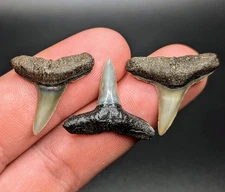 Breathtaking Trio Of Lemon Shark Teeth Venice Florida Gems