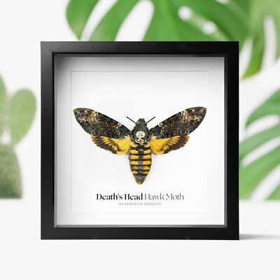 Todeskopf Hawkmoth Schmetterling Taxidermie Kastenrahmen Wohndeko Innenarchitektur