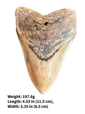 Authentischer Megalodon Haizahn Fossil - echter versteinerter Haizahn