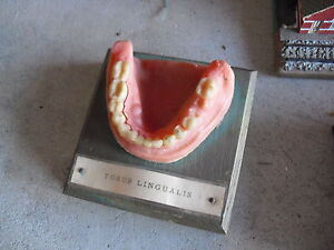 vintage dentist lower jaw display with teeth torus lingualis look ebay