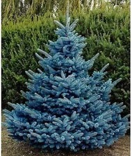 30 Blue Spruce Seeds for Planting Colorado Blue Spruce Picea Pungens Glauca