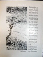 Old Print Art Journal 1908 Kingfisher Bird Alcedo Ispida Edward Clifford 20th