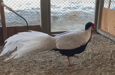 4 Silver Pheasant Hatching Eggs PRESALE , April , PLEASE READ BEFORE BID  