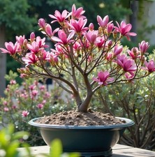 Magnolie Stecklinge dunkelrosa  winterharte Pflanzen Blumen für den Garten Deko