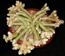 AVONIA PAPYRACEA, exotic succulent rare cactus anacampseros plant seed  15 SEEDS